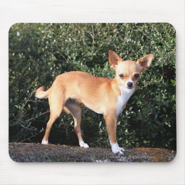 Teacup-Chihuahua-Welpe Mousepad (Vorne)