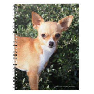 Teacup-Chihuahua-Welpe Notizblock