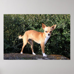 Teacup-Chihuahua-Welpe Poster