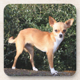 Teacup-Chihuahua-Welpe Untersetzer