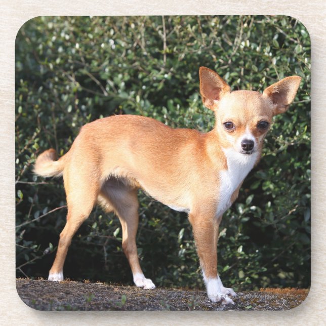 Teacup-Chihuahua-Welpe Untersetzer (Vorderseite)