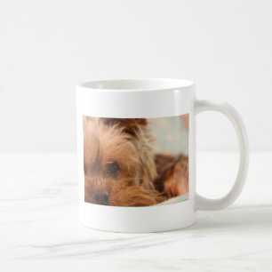 Teacup yorkie Welpe Kaffeetasse