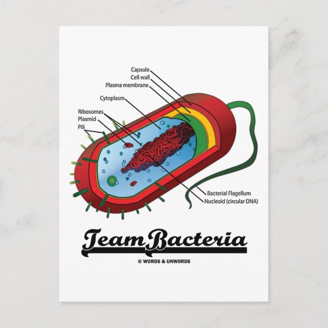 Team Bacteria (Prokaryote) Postkarte (Vorderseite)