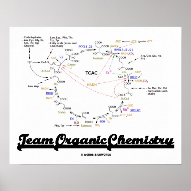 Team Bio Chemie (Krebs Cycle TCAC) Poster (Vorne)