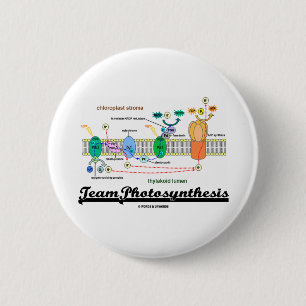 Team-Fotosynthese (lichtabhängige Reaktionen) Button