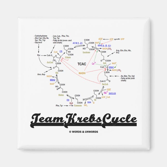 Team Krebs Cycle (Citric Acid Cycle - TCAC) Magnet (Vorne)