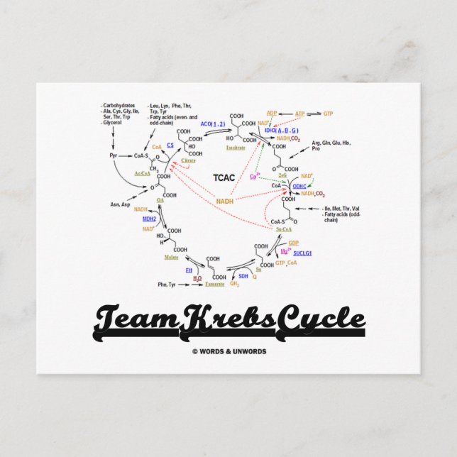 Team Krebs Cycle (Citric Acid Cycle - TCAC) Postkarte (Vorderseite)