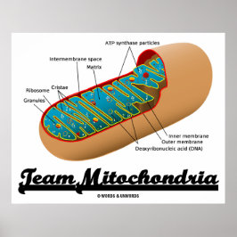 Team Mitochondria (Mitochondrion-Spaß) Poster