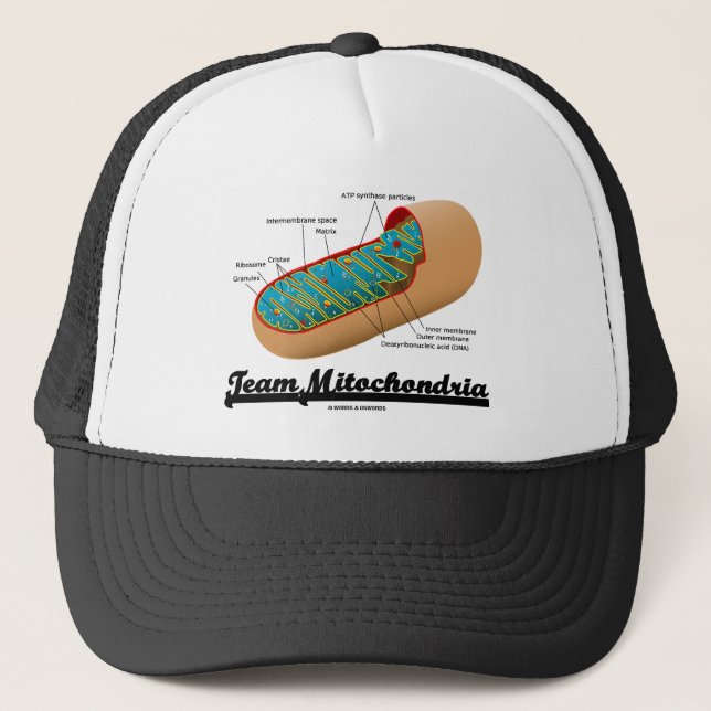 Team Mitochondria (Mitochondrion-Spaß) Truckerkappe (Vorderseite)