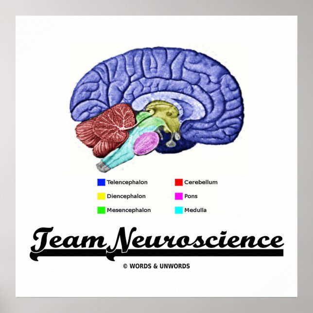 Team Neuroscience (Hirnanatomie Attitude) Poster (Vorne)