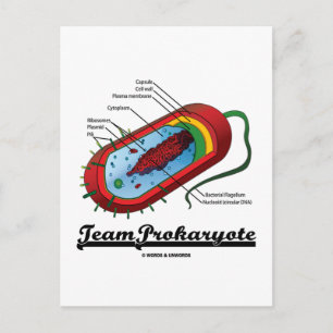 Team Prokaryote (Bakterien) Postkarte