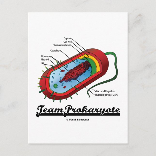 Team Prokaryote (Bakterien) Postkarte (Vorderseite)