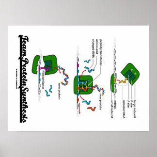 Team-Protein-Synthese (Biologie) Poster