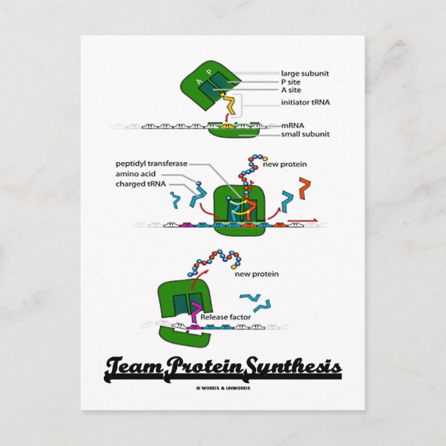 Team-Protein-Synthese Postkarte (Vorderseite)