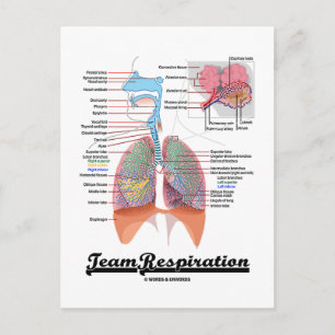Teamatmung (Respiratorisches System) Postkarte