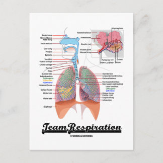 Teamatmung (Respiratorisches System) Postkarte