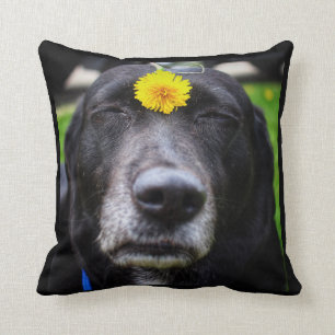 TeamSweetie das Meme Hundekissen Kissen