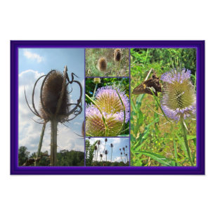 Teasel Thistle - Dipsacus fullonum Fotodruck