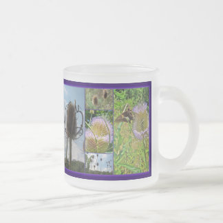 Teasel Thistle - Dipsacus fullonum Mattglastasse