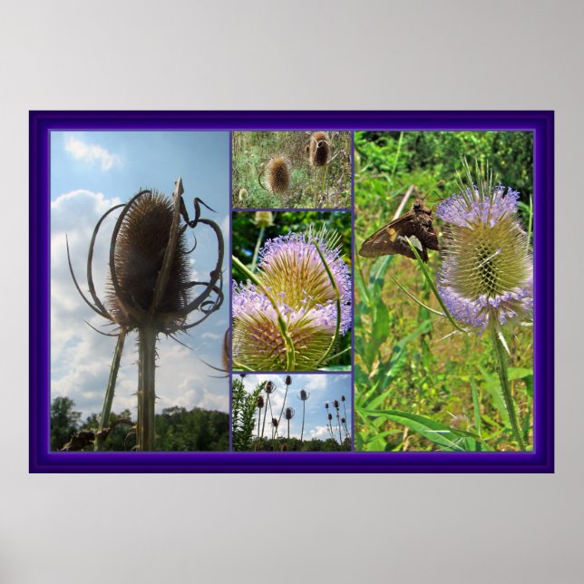 Teasel Thistle - Dipsacus fullonum Poster (Vorne)