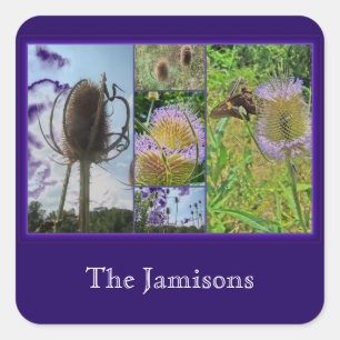 Teasel Thistle - Dipsacus fullonum Quadratischer Aufkleber