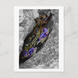 Technisch gefärbte Kreatur Postkarte