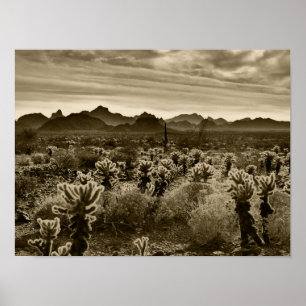 Teddy Bar Cactus Poster