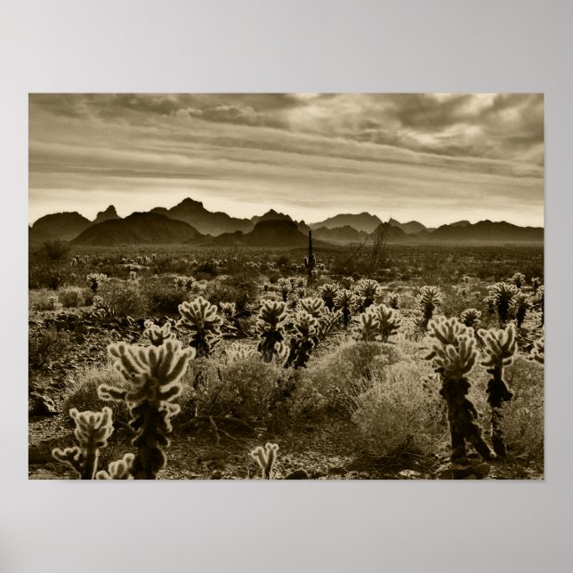 Teddy Bar Cactus Poster (Vorne)