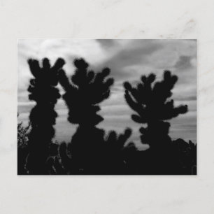 Teddy-Bär-Cholla-Kaktus Postkarte