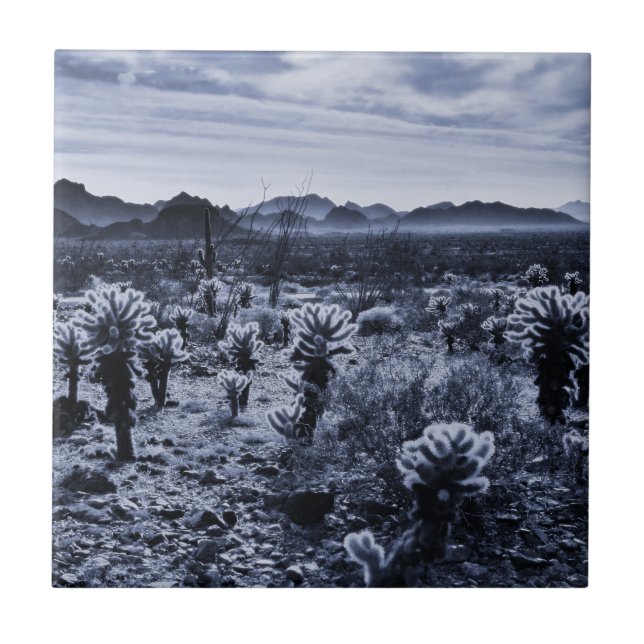 Teddy Bear Cholla Cactus Desert Pflanze Fliese (Vorderseite)