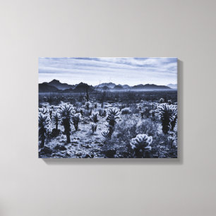 Teddy Bear Cholla Cactus Desert Pflanze Leinwanddruck