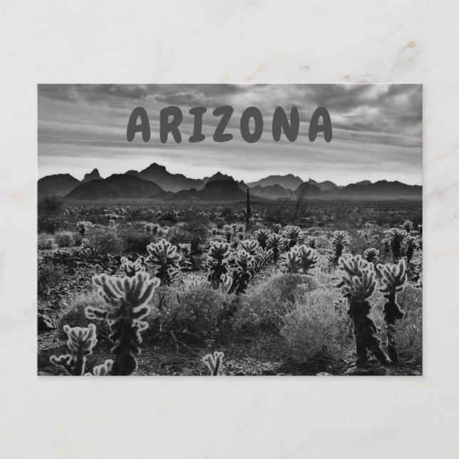 Teddy Bear Cholla Cactus Desert Pflanze Postkarte (Vorderseite)