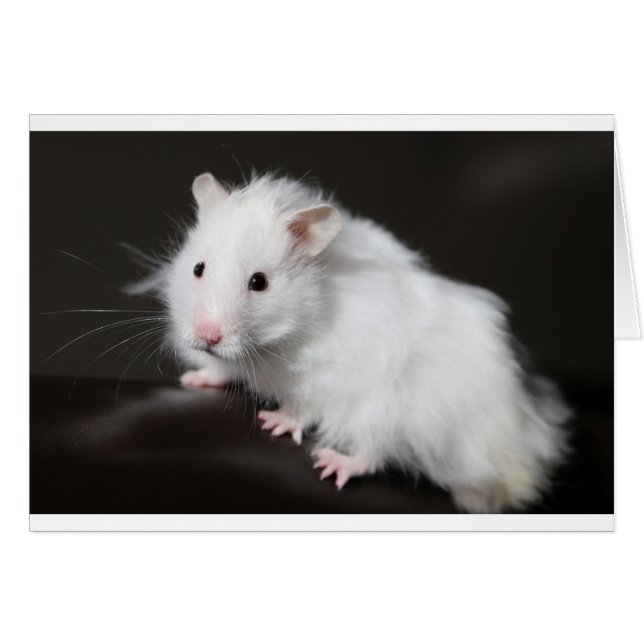 Teddy Bear Hamster (Vorderseite (Horizontal))