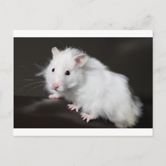 Teddy Bear Hamster Postkarte (Vorderseite)