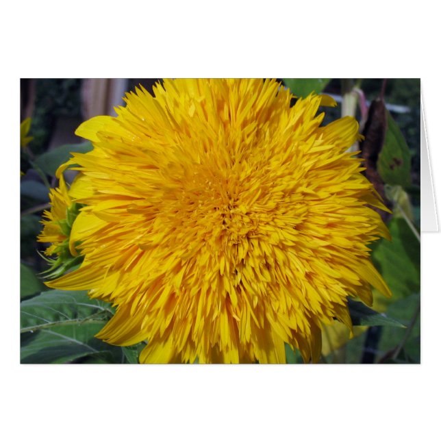 Teddy Bear Sunflower (Vorderseite (Horizontal))