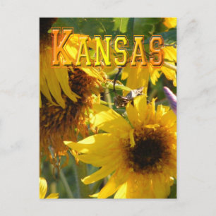 Teddy Bear Sunflowers: Kansas Postkarte