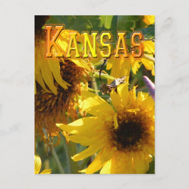 Teddy Bear Sunflowers: Kansas Postkarte (Vorderseite)