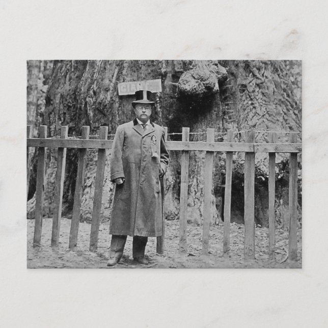 Teddy Roosevelt am Grotte Tree Grove Santa Cruz Postkarte (Vorderseite)