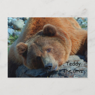 Teddy the Grizz Postkarte