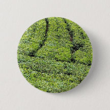 Tee-Gärten von Munnar auf