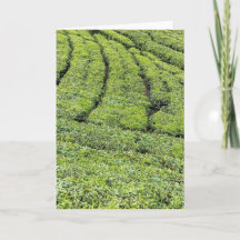 Tee-Gärten von Munnar auf Grußkarte