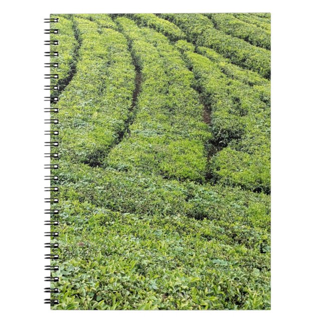 Tee-Gärten von Munnar auf  Notizblock (Vorderseite)
