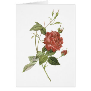 Tee-Rose (Rosa indica cruenta) von Redouté