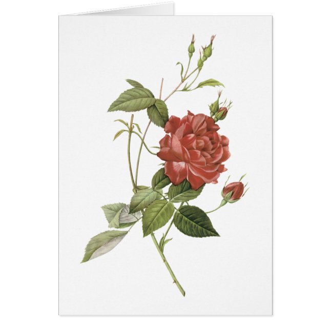 Tee-Rose (Rosa indica cruenta) von Redouté (Vorne)