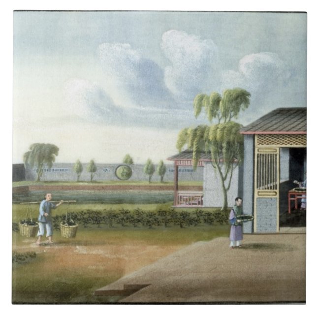 Tee sortieren (w/c auf Papier) Fliese (Vorderseite)