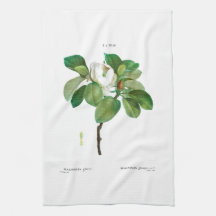 TEE-TOWEL: BOTANISCH: REDOUTÉ: MAGNOLIA