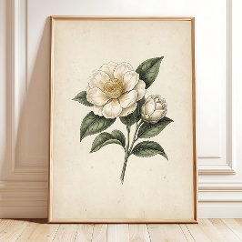 Teeblüten-Vintage-Botanikdruck-Kunst Poster