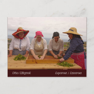 Teegärten von Porto Formoso Postkarte