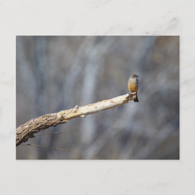 Teenie Tiny Postkarte (Vorderseite)