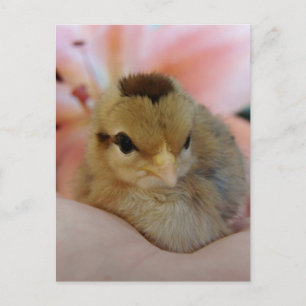 Teeny Baby Chicken in meiner Hand Postkarte